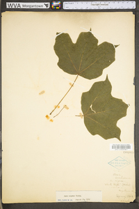 Acer nigrum image