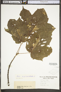 Acer nigrum image