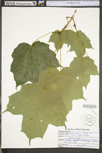 Acer nigrum image