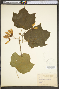 Acer nigrum image