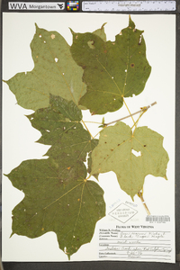 Acer nigrum image