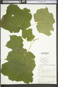 Acer nigrum image