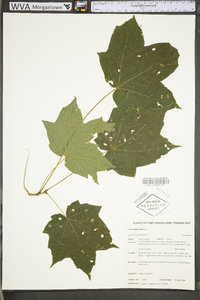 Acer nigrum image