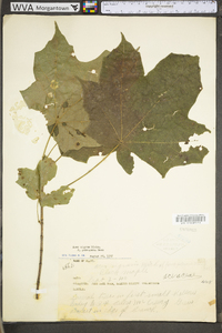 Acer nigrum image