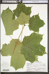 Acer nigrum image