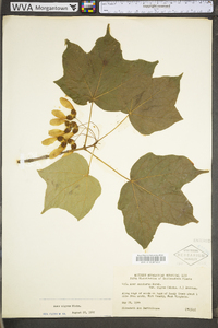 Acer nigrum image