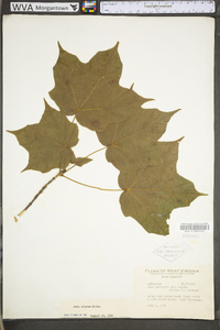 Acer nigrum image