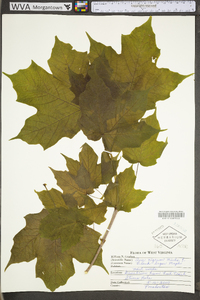 Acer nigrum image