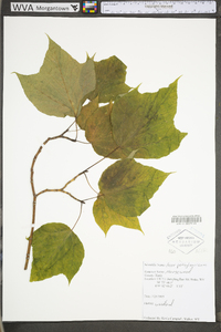 Acer pensylvanicum image