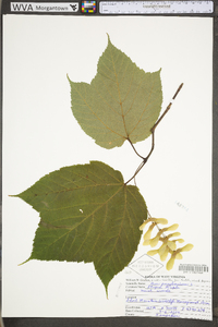Acer pensylvanicum image
