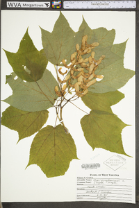 Acer pensylvanicum image