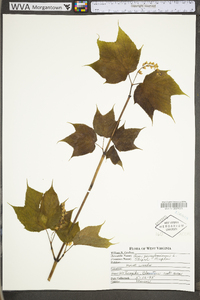 Acer pensylvanicum image