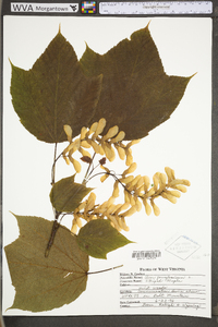 Acer pensylvanicum image