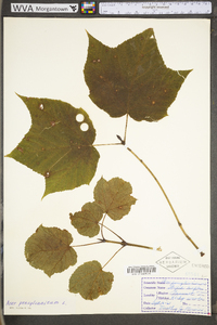 Acer pensylvanicum image