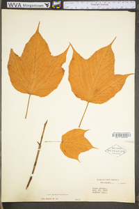 Acer pensylvanicum image