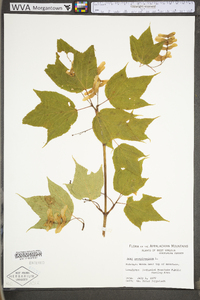 Acer pensylvanicum image