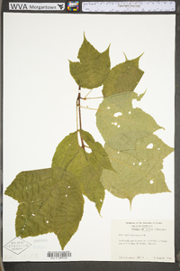 Acer pensylvanicum image