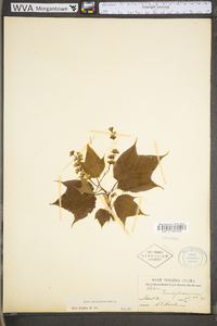 Acer pensylvanicum image