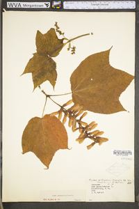 Acer pensylvanicum image