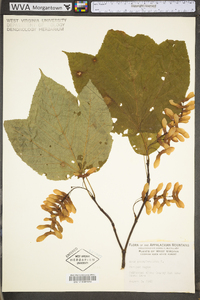 Acer pensylvanicum image