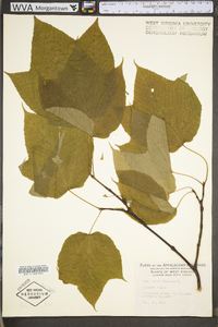 Acer pensylvanicum image