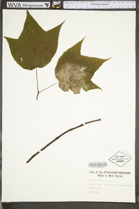 Acer pensylvanicum image