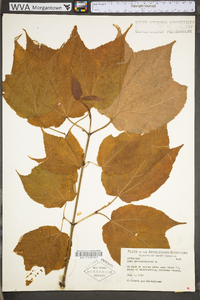 Acer pensylvanicum image
