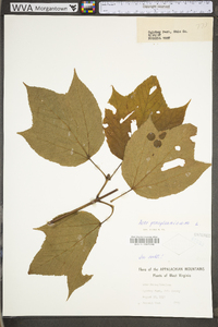 Acer pensylvanicum image