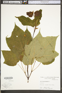 Acer pensylvanicum image