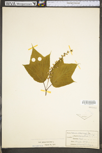 Acer pensylvanicum image