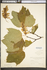 Acer pensylvanicum image