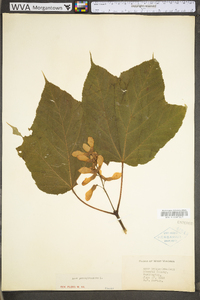 Acer pensylvanicum image