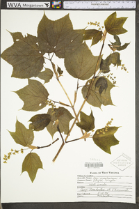 Acer rubrum var. trilobum image