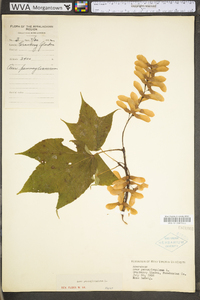 Acer pensylvanicum image