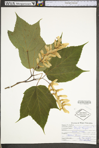 Acer pensylvanicum image