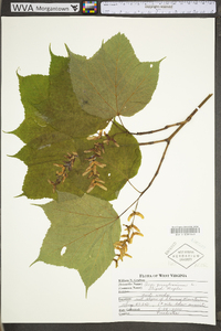 Acer pensylvanicum image