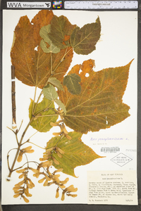 Acer pensylvanicum image