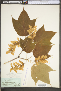 Acer pensylvanicum image