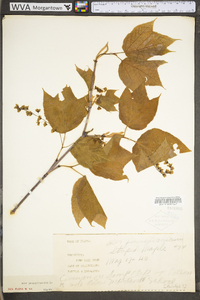 Acer pensylvanicum image