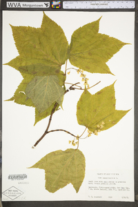 Acer pensylvanicum image