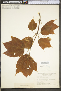 Acer pensylvanicum image