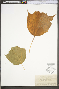 Acer pensylvanicum image