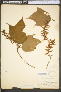 Acer pensylvanicum image