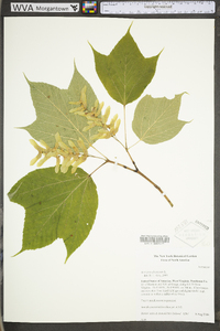 Acer pensylvanicum image