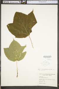 Acer pensylvanicum image