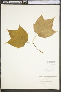 Acer pensylvanicum image