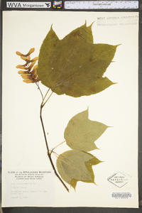 Acer pensylvanicum image