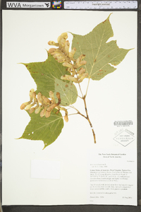 Acer pensylvanicum image