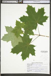 Acer platanoides image