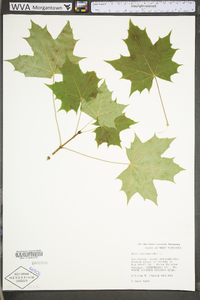 Acer platanoides image